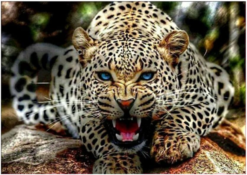 iYmitz 5D Diamond Painting Kit Full Drill DIY Rhinestone Embroidery Cross Arts Crafts Stitch Kit for Home Wall Decor Oil Painting Cute Cat (D, 40x30cm)