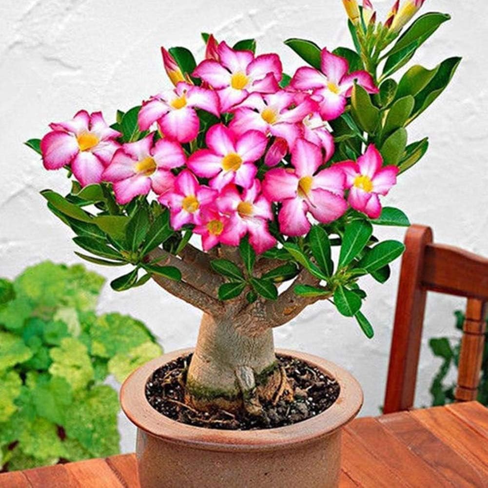 beautijiam 20Pcs Adenium Obesum Seeds Desert Rose Flower Plant Home Office Garden Balcony Decor for Planting for Indoor and Outdoor