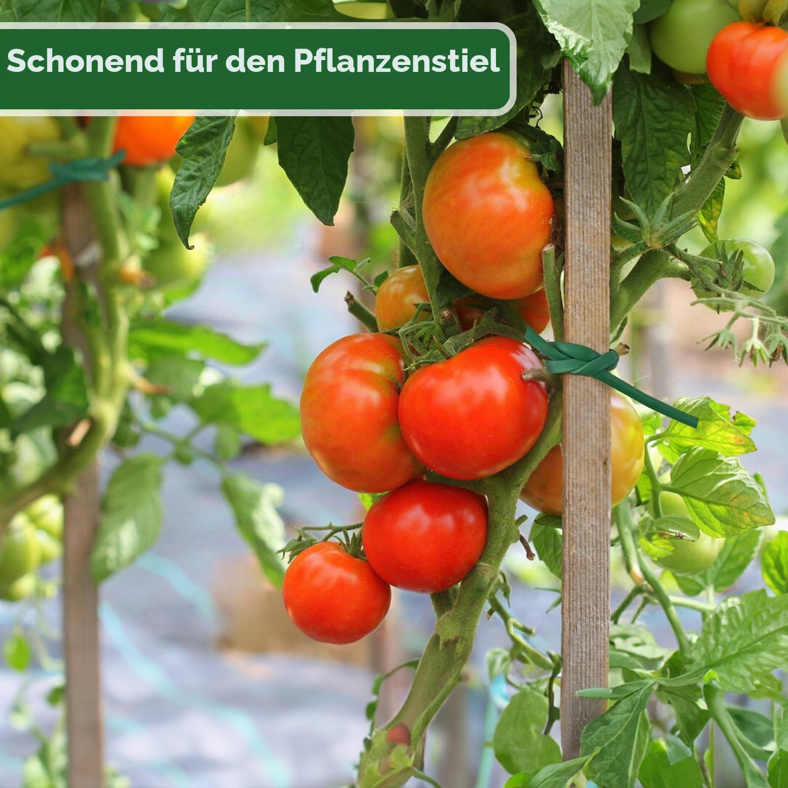 KINGLAKE Hohlschnur, Bindeschlauch 3mm x 50m, Pflanzenschnur Wetterfest Reißfest, Pflanzenbinder Plastik zum Garten Pflanzen Anbinden Tomaten Rose, Grün 4