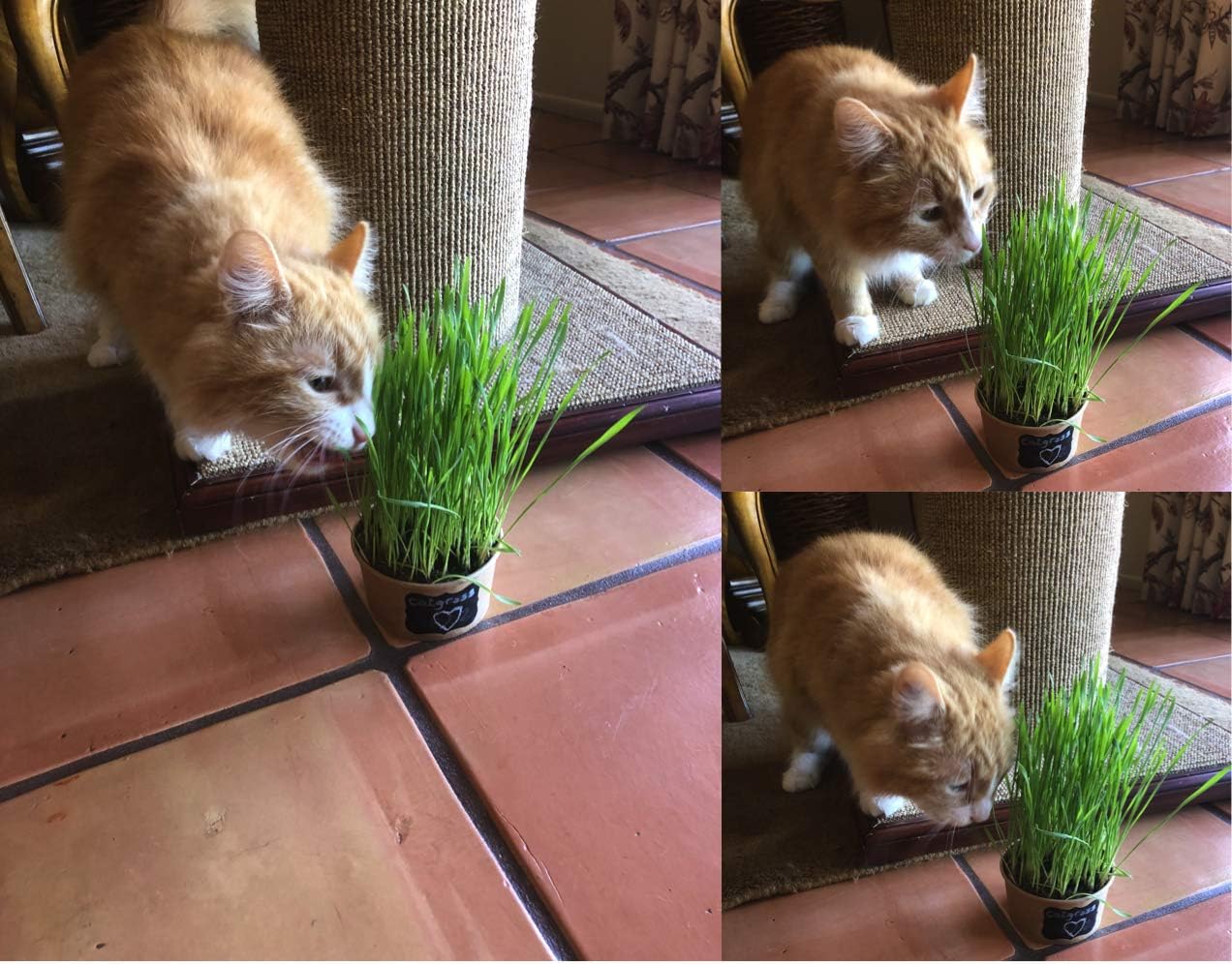 hierba para gatos