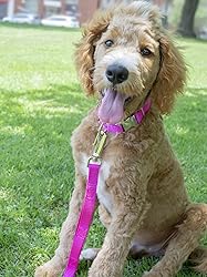 Country Brook Petz - Deluxe Nylon Dog Leash with