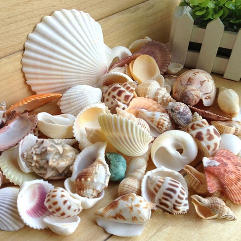 Topker Sea Shells Mixed Beach Seashells 200g/Pack Natural Sea Shells DIY Crafts Perfect for Aquarium Fish Tank Decor, Photo Props, Vase Fillers, Garden Home Wedding Decoration
