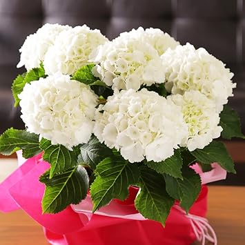 Amazon 母の日 アジサイ シュガーホワイト 白 鉢花 フラワーギフト プレゼント 鉢花 紫陽花 観葉植物 オンライン通販