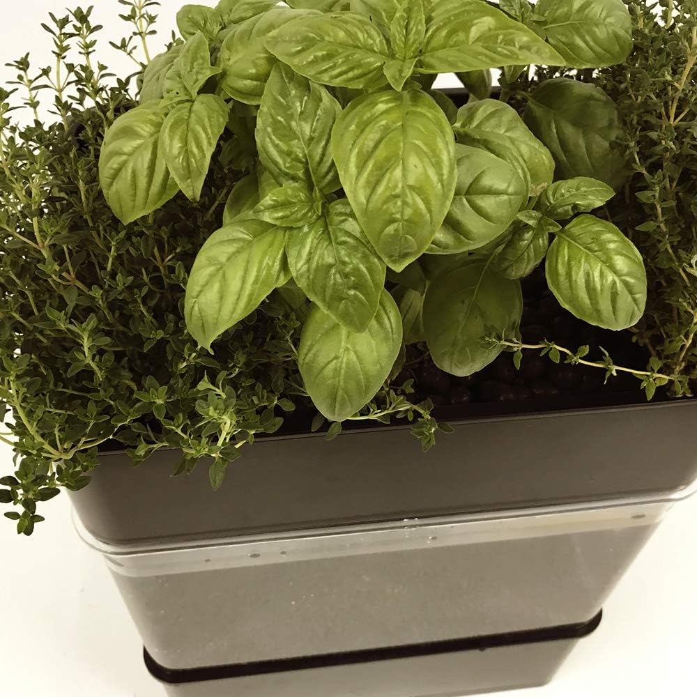 Sistema de Acuaponía para la cría de Peces y Cultivo de Plantas ...