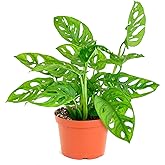 Shop Succulents Monstera Adansonii Hanging Plant, Live Indoor Plant, Easy Care Hanging Swiss Cheese Houseplant in Nursery Pot