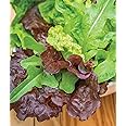 Burpee Heatwave Blend Lettuce Seeds 1000 seeds