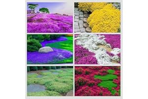 FICOSZO 3000+ Mix Creeping Thyme Seeds for Planting Ground Cover Plant 6 Perennial Thyme Heirloom Blue, Purple, Red, Yellow White Thymus Serpyllum Seed
