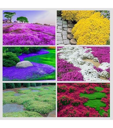 thumbnail interactive-video image 1 of Creeping Phlox 20,000 Creeping Thyme Seeds Ground Cover, Non-GMO Perennial Flower Seeds, Hardy Thymus Serpyllum, Alternative For Landscaping & Garden Paths (Purple Wildflower Seeds 1 of 9