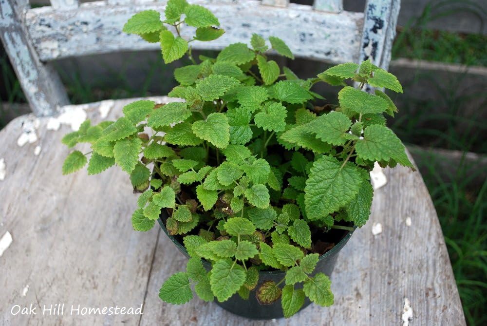Lemon Balm Perennial Herb Plant - 2 Live Plants fit 3.5 Inches Pot