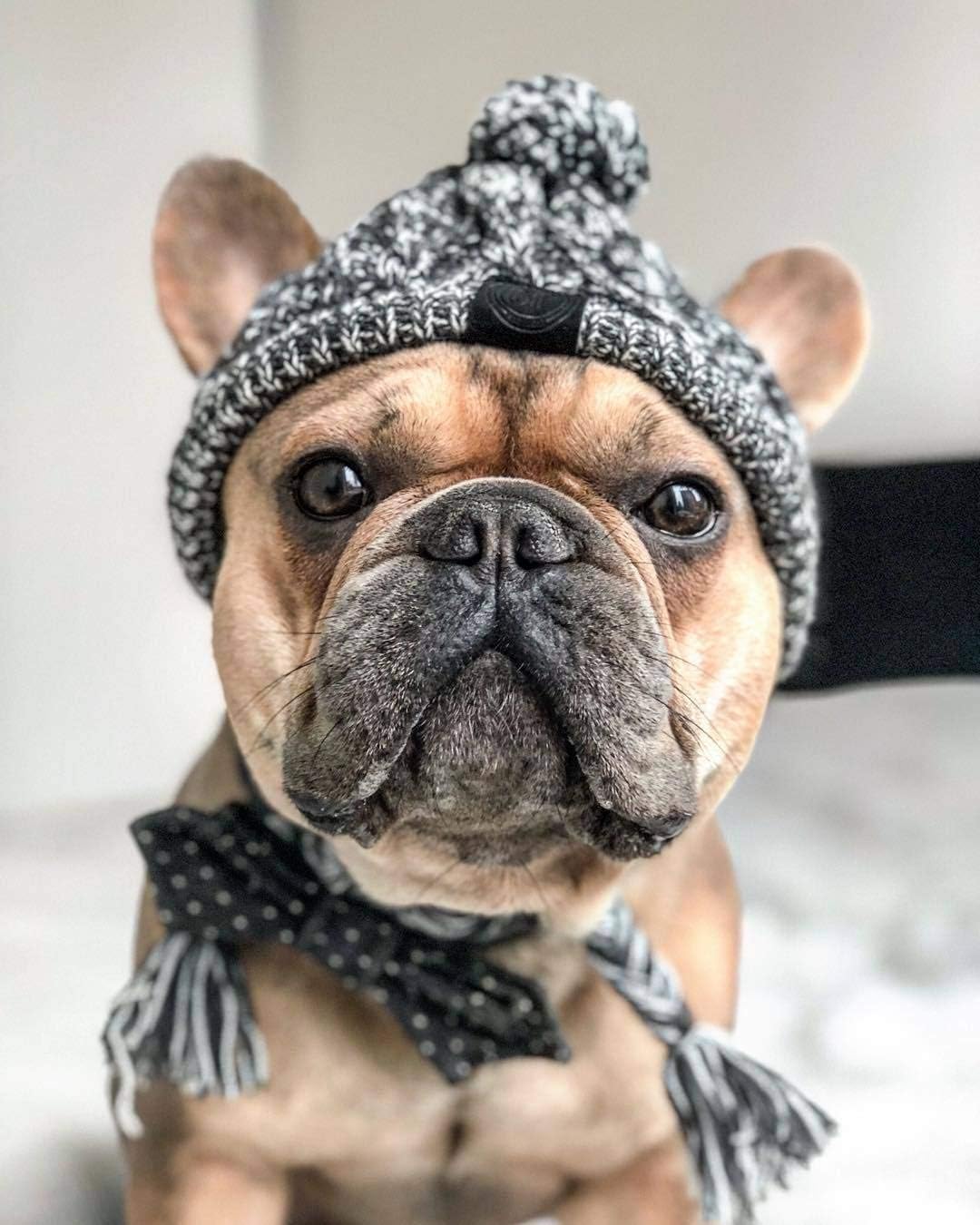 Warm Pet Dog Knitted Hat, Dog Hats for Small Dogs, Warm Winter Dog Hat Knit Snood Headwear for Pets, Pet Christmas Winter Warm Caps (M) : Kitchen & Dining