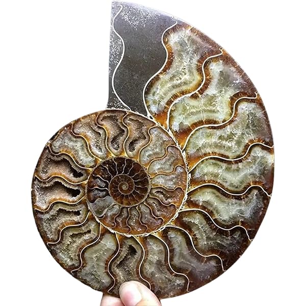 Paio Di Fette Di Ammonite Naturale Druzy Madagascar – Specimen In Pietra