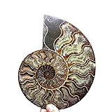 RALDMOV Natural Beautiful Ammonite Fossil Conch