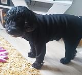 Pet Wiz Warm Four-Legged Dog Fleece Large Black Weather-Resistant view 5