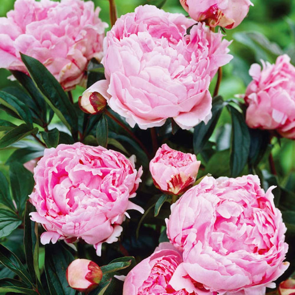 1 x Peony Sarah Bernhardt – Beloved Pink Double Flowers- Reliable & Very Productive- for A Breath-Taking Summer Garden