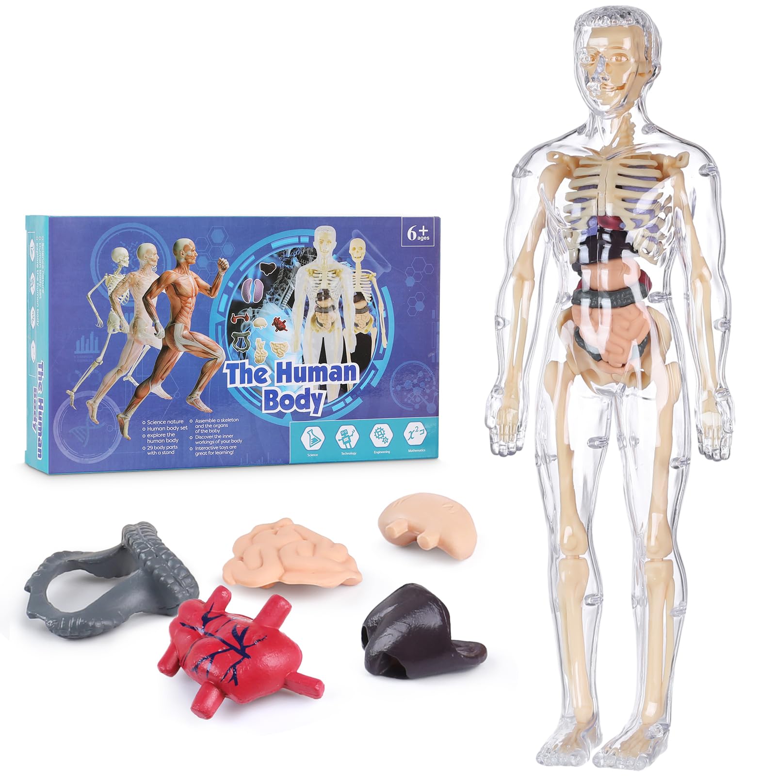 Photo 1 of Human Body Model for Kids, Fully Transparent Body, 29 Piece Anatomy Figure 3D Anatomy Kit – Removable Organs, Bones STEM Toy for Ages 6+