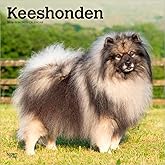 Keeshonden | 2026 12 x 24 Inch (Hanging) Monthly Square Wall Calendar | Plastic-Free | BrownTrout | Animals Dog Breeds