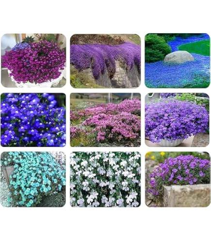 198g Creeping Thyme Mix Flower Seeds : Amazon.ca: Patio