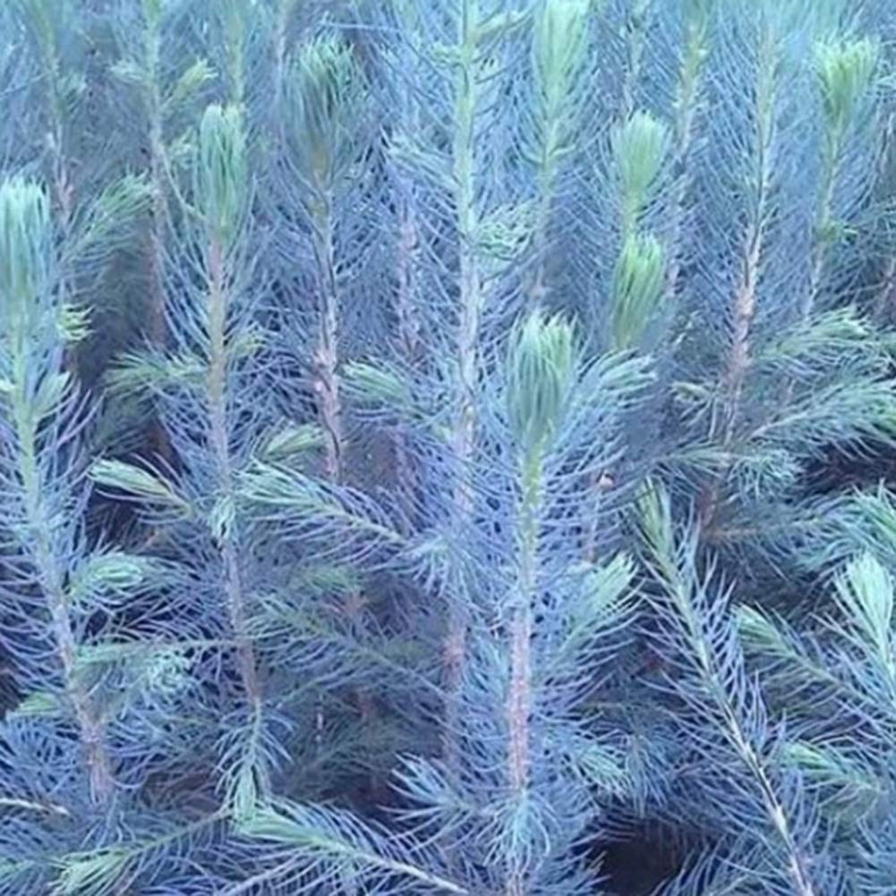 Ель голубая неон описание и фото