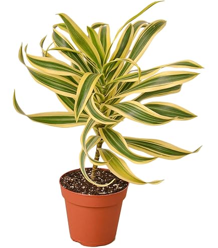 where can i buy cheap indoor plants Indoor Plant Trellis  Mid Century Modern Design  Plant Gifts & Decor Mini + Standard