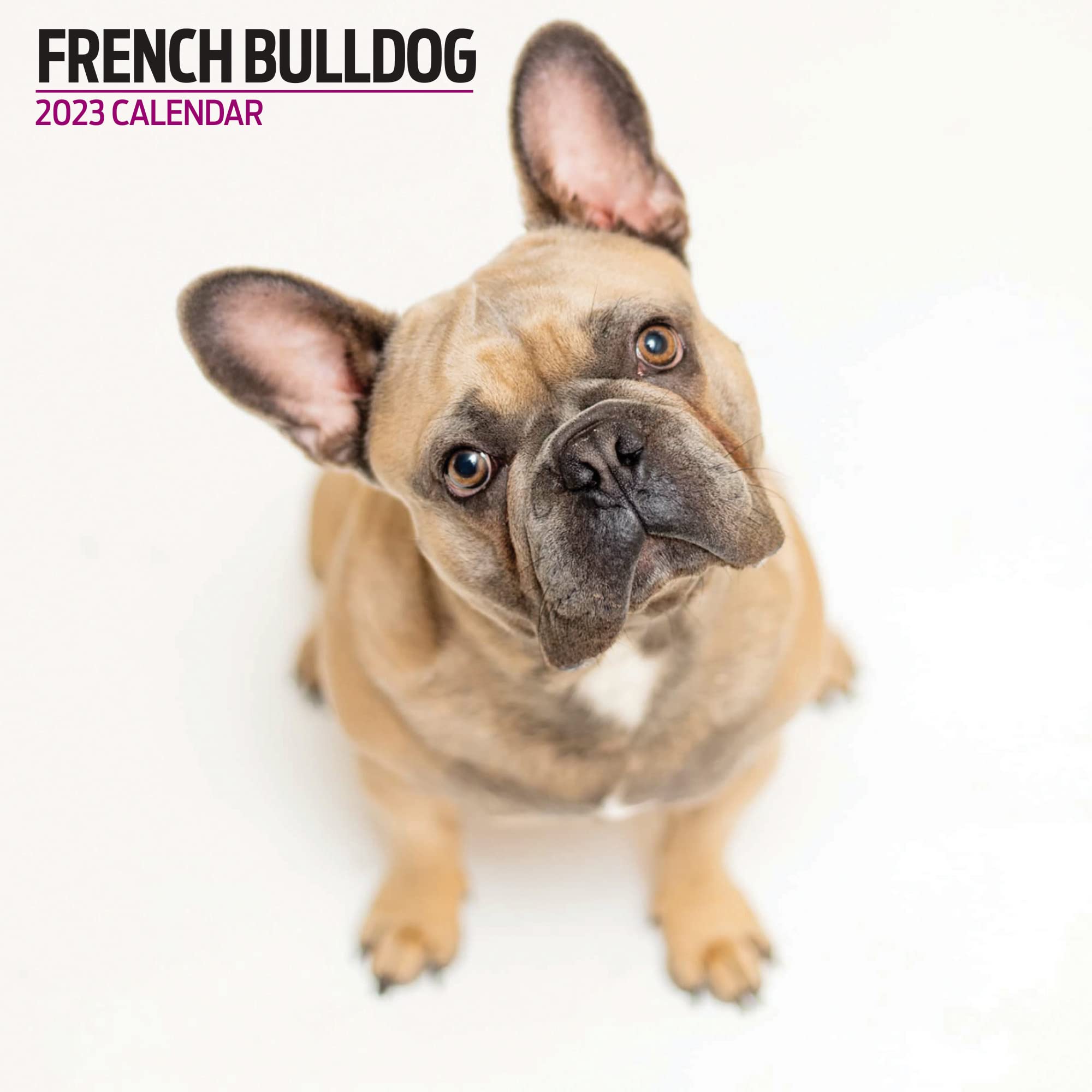 Magnet & Steel French Bulldog 2023 Modern Calendar, Multi-Colour