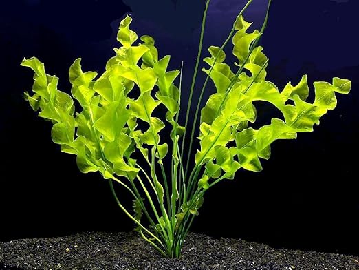 butchers simply gentle tins