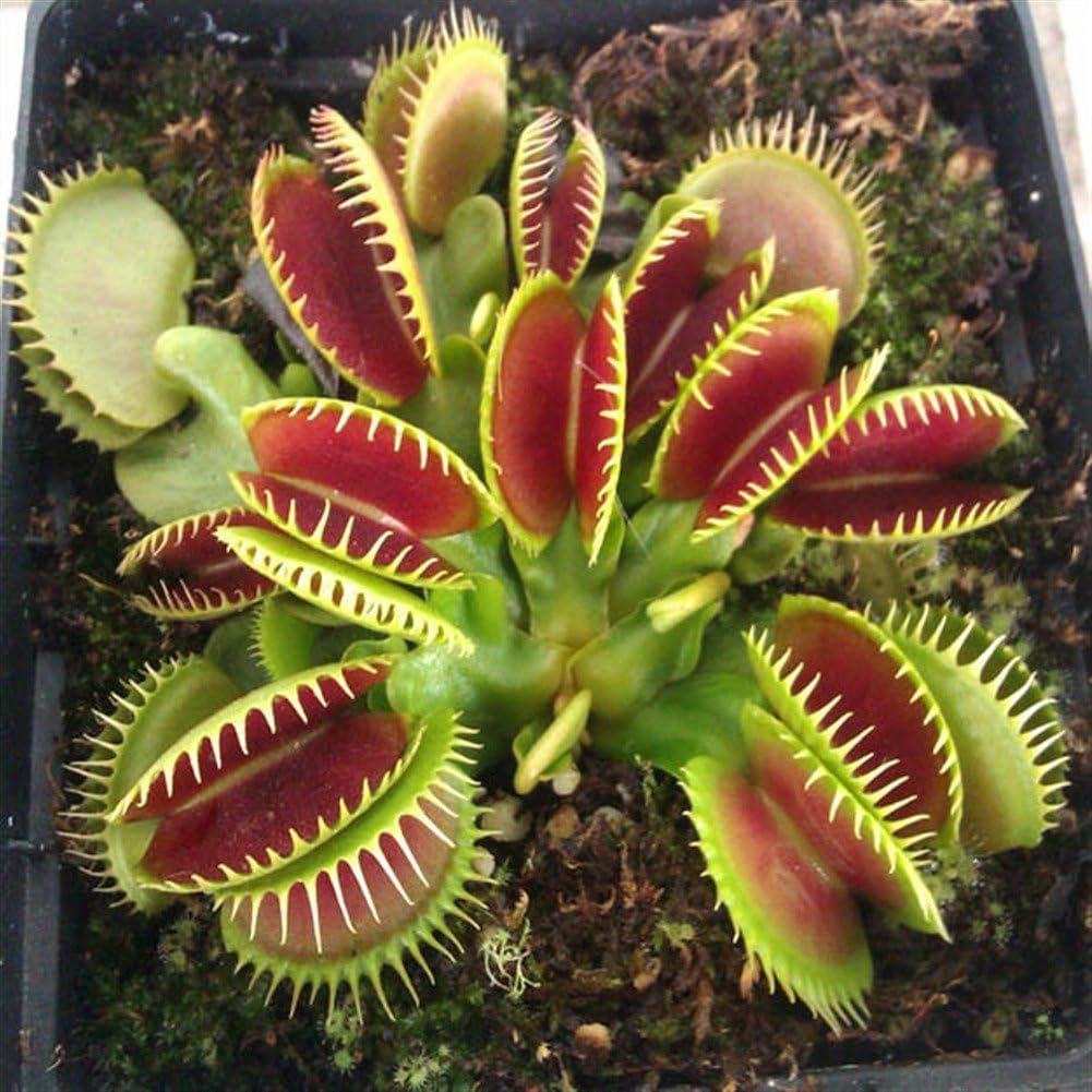 KAYI Flytrap Seeds Potted Insectivorous Plant Seeds for Planting Carnivorous Plant seeds Bonsai Flower Seeds