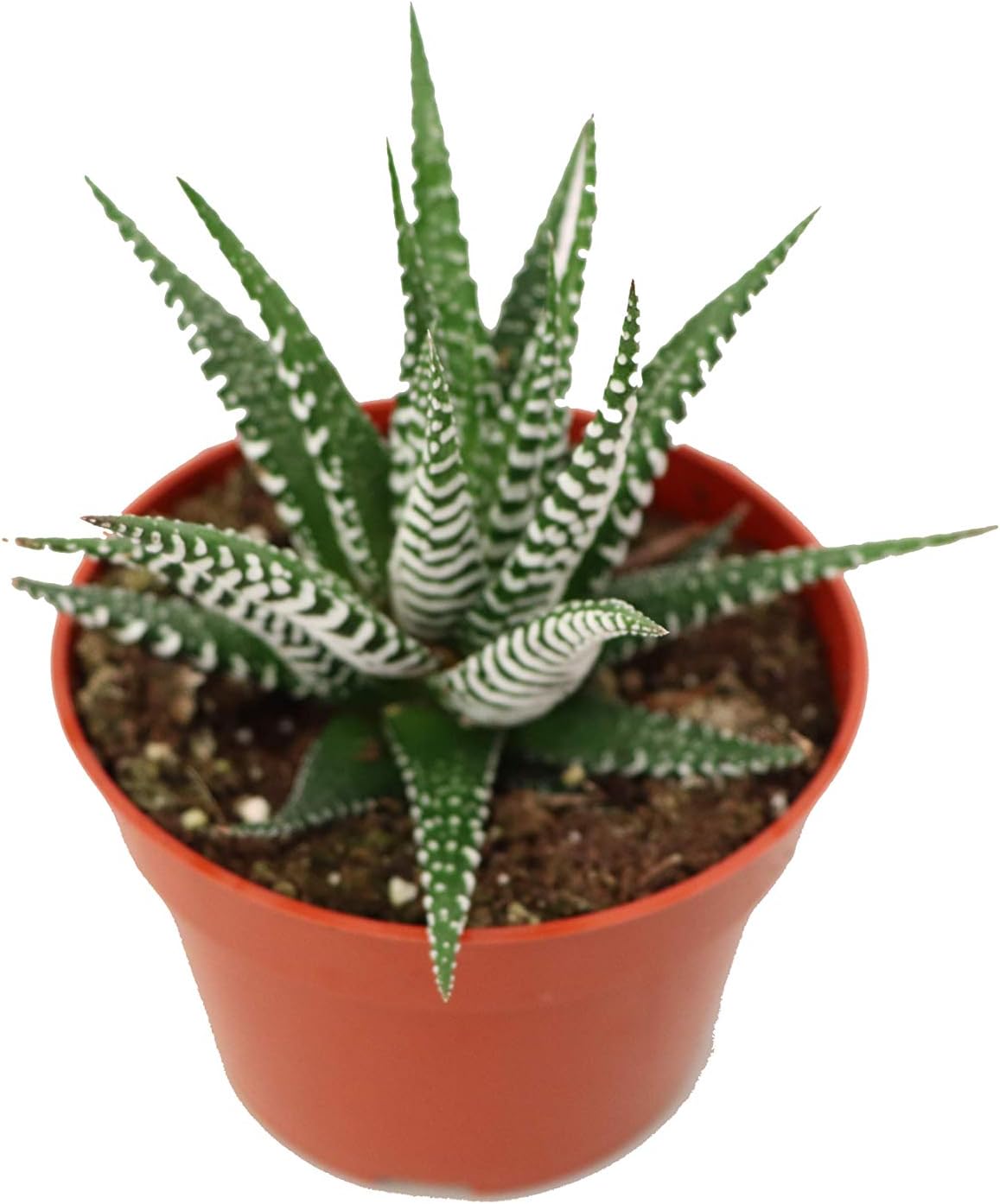 zebra plant yard garden outdoor living on Amazon Com Haworthia Zebra Succulent 4 From California Tropicals Garden Outdoor