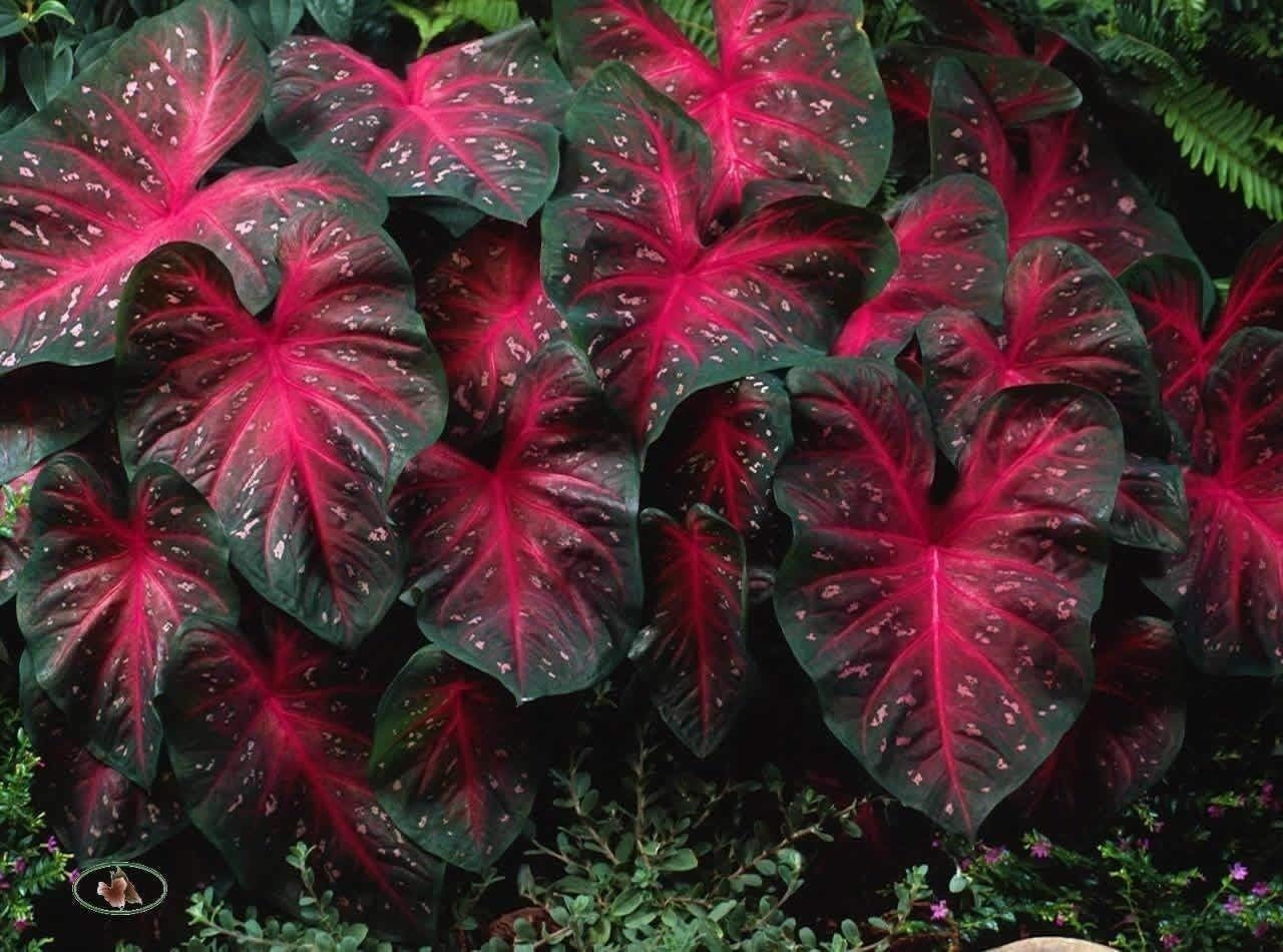 Flowelover 50 Caladium Red Flash Elephant Ears