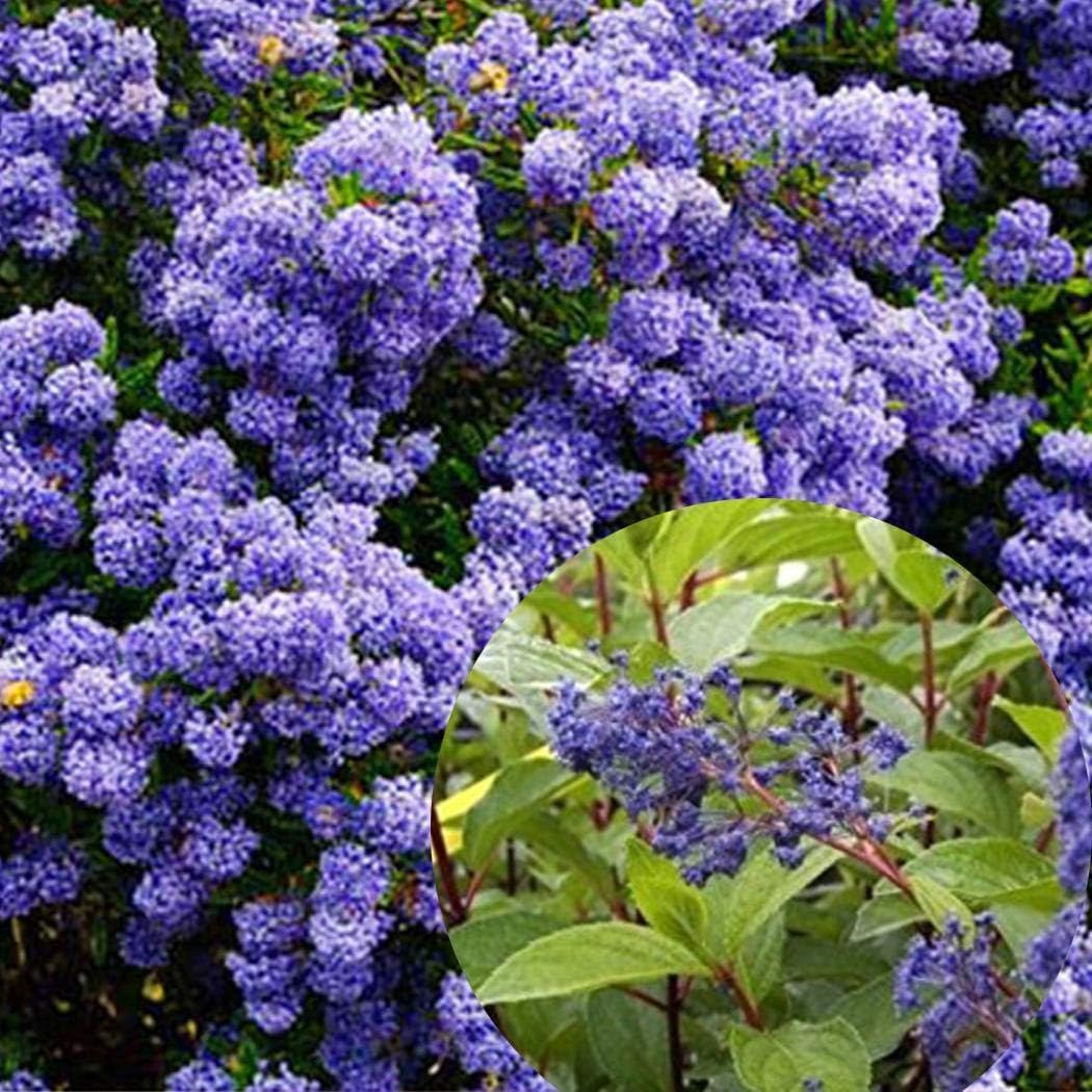 Keptei Garden Flower Seeds - 10/30/50/100 PCS Blue Ceanothus Seeds Home Garden Rare Flowers Plant seed