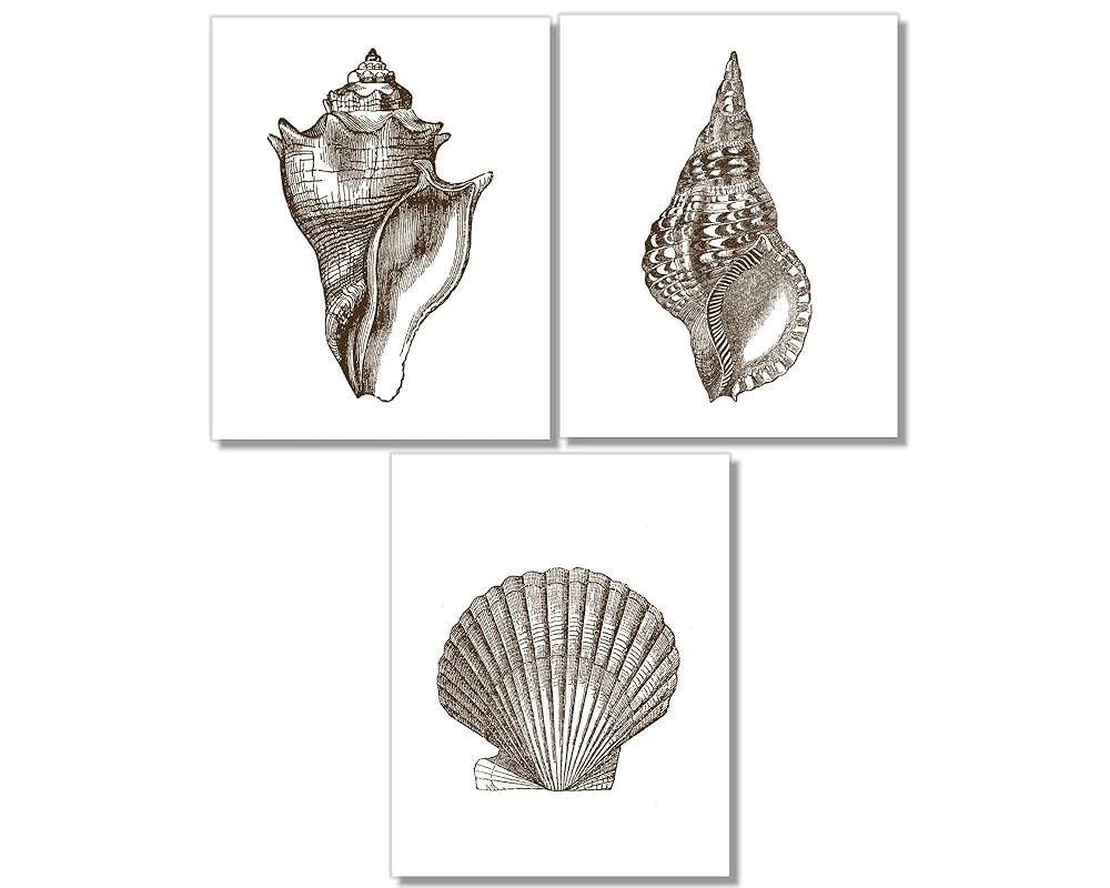Din A4 Kunstdruck ungerahmt 3teilig Muschel Muscheln
