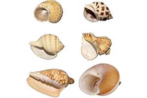 Petawi Hermit Crab Shells: Large, Medium, XLarge Natural Growth Shells for Hermit Crab Variety Turbo Seashells Sea Conch No Painted