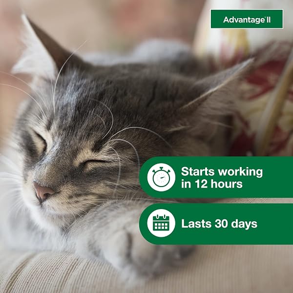 ADVANTAGE II SMALL CAT VET-RECOMMENDED FLEA TREATMENT & PREVENTION | CATS 5-9 LBS. | 4-MONTH SUPPLY