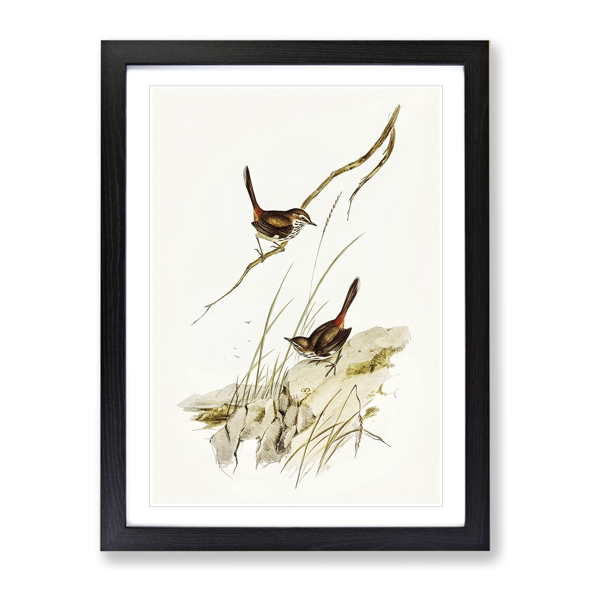 Cautious Wren Bird By Elizabeth Gould Vintage Framed Wall Art Print, Ready to Hang Picture for Living Room Bedroom Home Office Décor, Black A4 (34 x 25 cm)