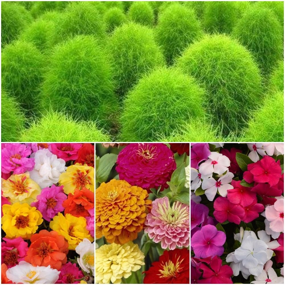 Biocarve Summer Flower Seeds 4 Pkts Amazon.in Garden & Outdoors