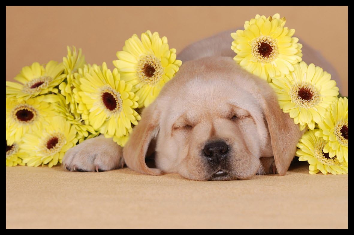 Digital Republic.Com 40143 Door Mat - Phthalate-Free PVC/Polyamide, Impression Photo