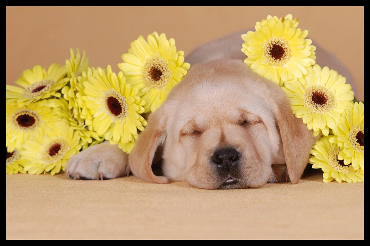 Digital Republic.Com 40143 Door Mat - Phthalate-Free PVC/Polyamide