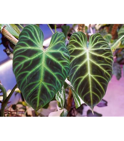 Amazon.com : New Fresh 100pcs Green philodendron Plant Seeds Generic :  Patio, Lawn & Garden
