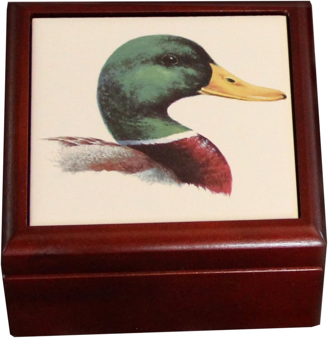 American Black Duck Identification All About Birds Cornell Lab Of Ornithology