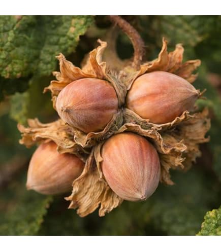 Amazon.com : Gaea's Blessing Seeds - Hazelnut Seeds for Planting (Corylus  Americana) - Non-GMO Seeds with Easy to Follow Planting Instructions -  Open-Pollinated, Heirloom, Untreated : Patio, Lawn & Garden