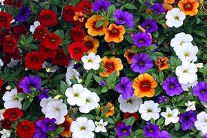 9 Colors Calibrachoa Organic Petunia Seed, 200 Seed/Pack, Mixed 'Garden Petunia' Very Beautiful Flower Seed