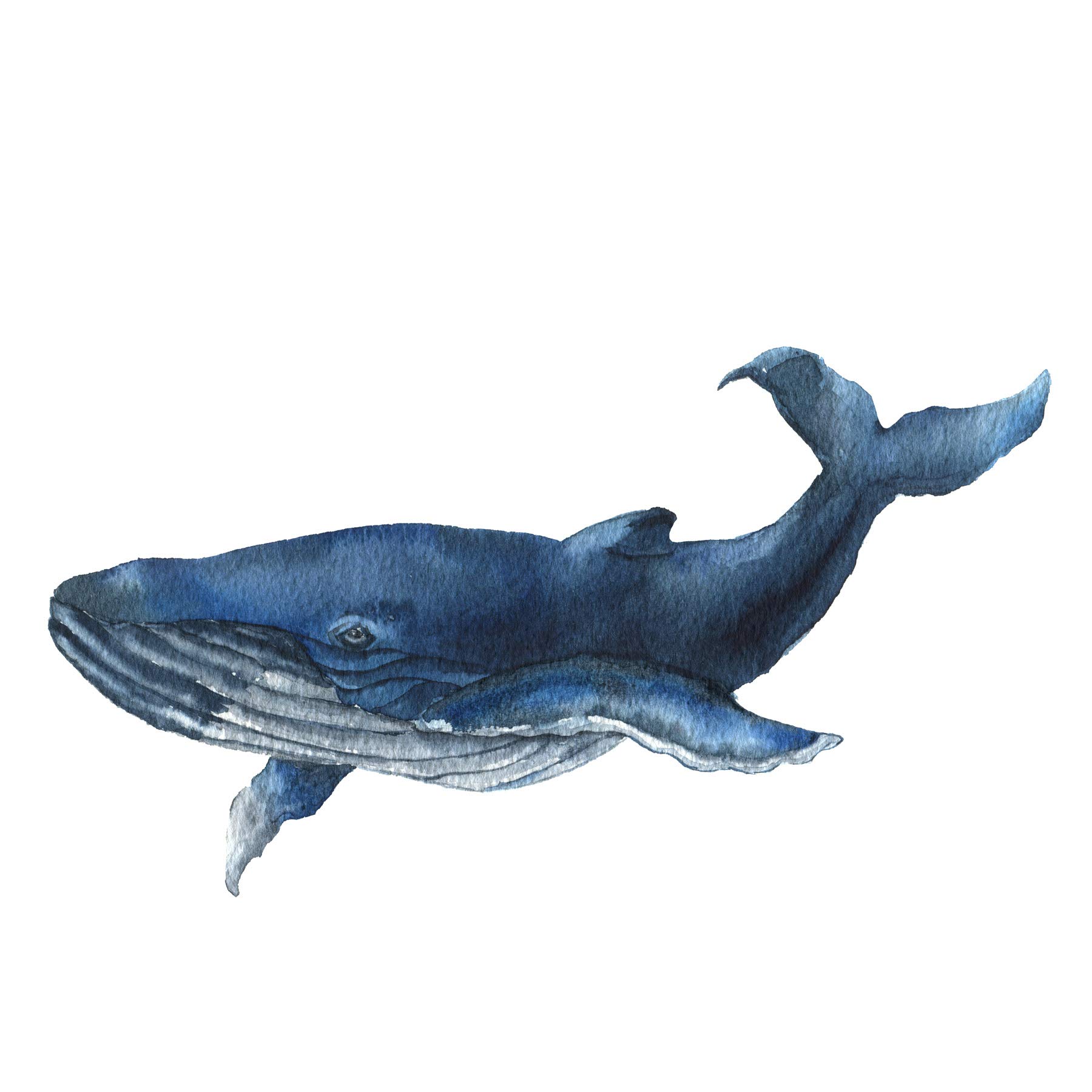 Wee Blue Coo Blue Whale Watercolour Large Wall Art Print Canvas Premium Poster