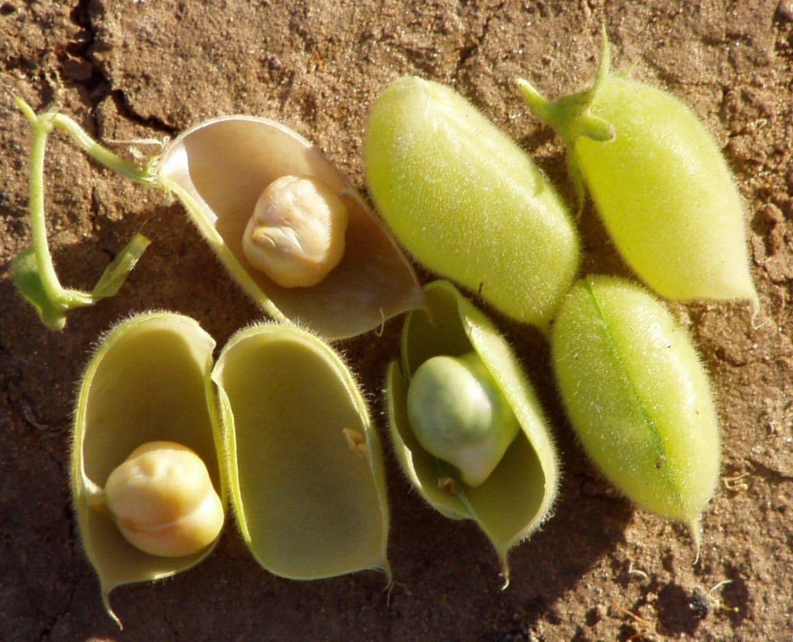 1kg Italian Chick Pea Seeds ~3000ct Wholesale ~ Garbanzo Bean ~High Protein