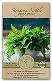 Gaea's Blessing Seeds - Stinging Nettle Seeds