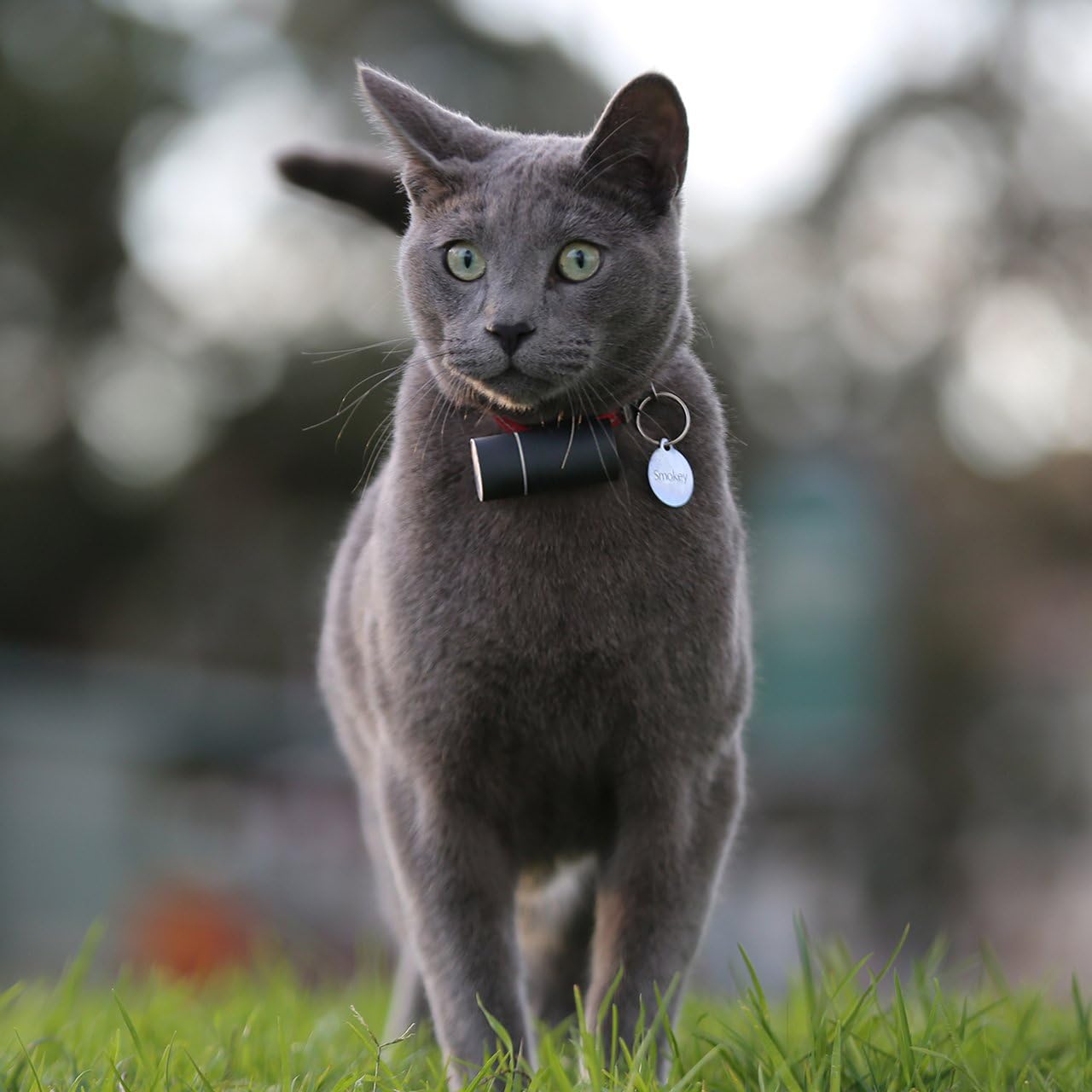 pod 3 dog tracker uk