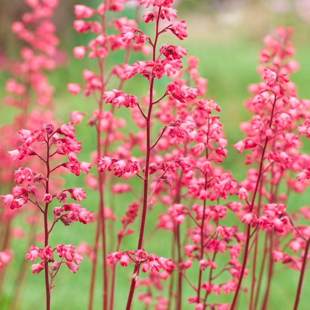 Semillas de Coral Bells - Heuchera sanguinea: Amazon.es: Jardín