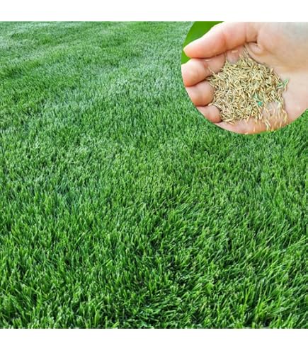 Amazon.com : Emerald Zoysia (Zoysia Emerald) grass seeds-1/8 lb : Patio,  Lawn & Garden