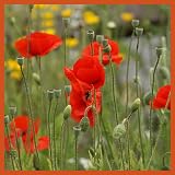 Seedball Poppy Seed Bombs Pack 100 Seed Balls Red Flowers Bees view 7