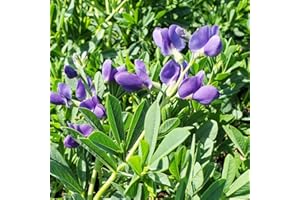 Live Plant from Green Promise Farms - Baptisia Australis, Blue Indigo #1 Gallon Size Container Purple Flowers