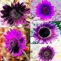 Amazon.com : 100 Seeds for Unique Purple Sunflowers - Giants ...