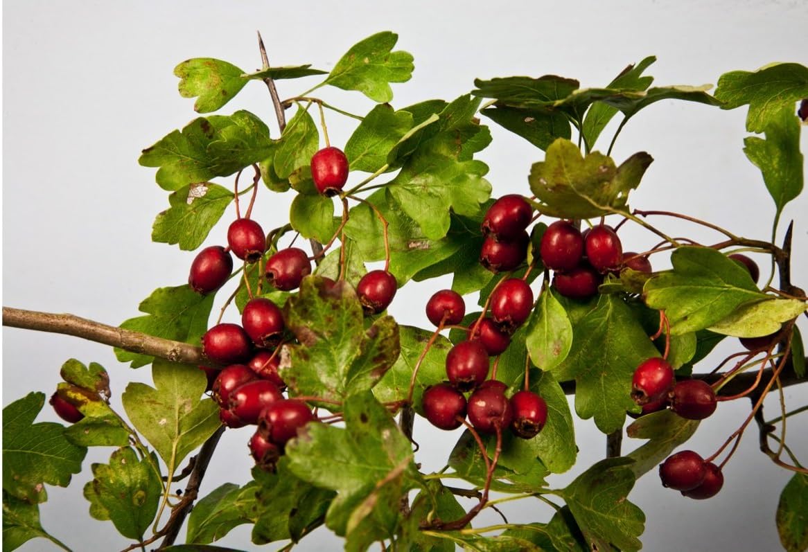 F&G Supplies 25 Hawthorn Hedging Plants 40-60cm,Wildlife Friendly 1-2ft Hawthorne Bare Root Hedge Plants, quickthorn, Whitethorn
